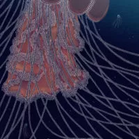 MEDUSES